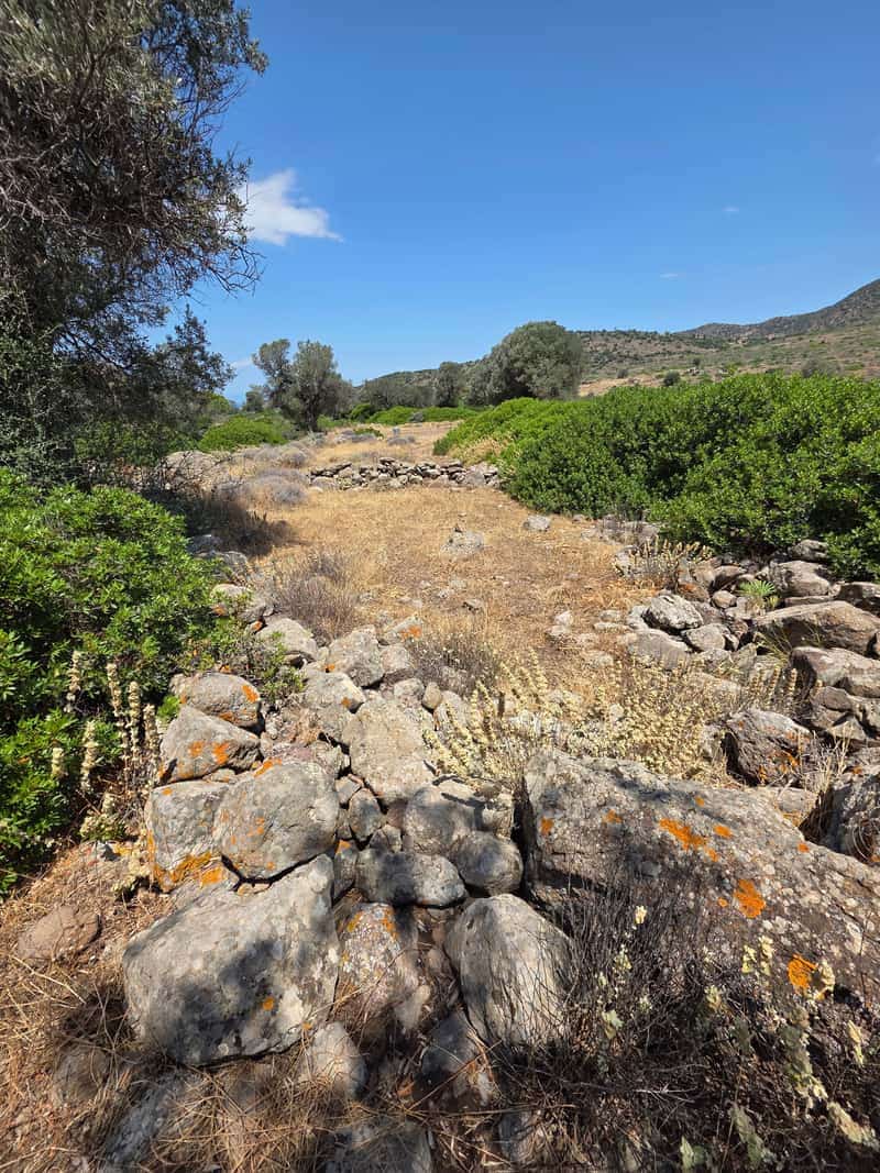 Ancient Olive Grove (Eleonas) — 2