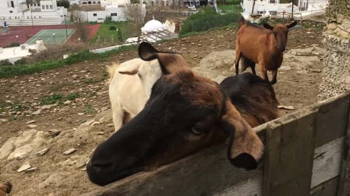 Anthi Farm in Sifnos, Greece