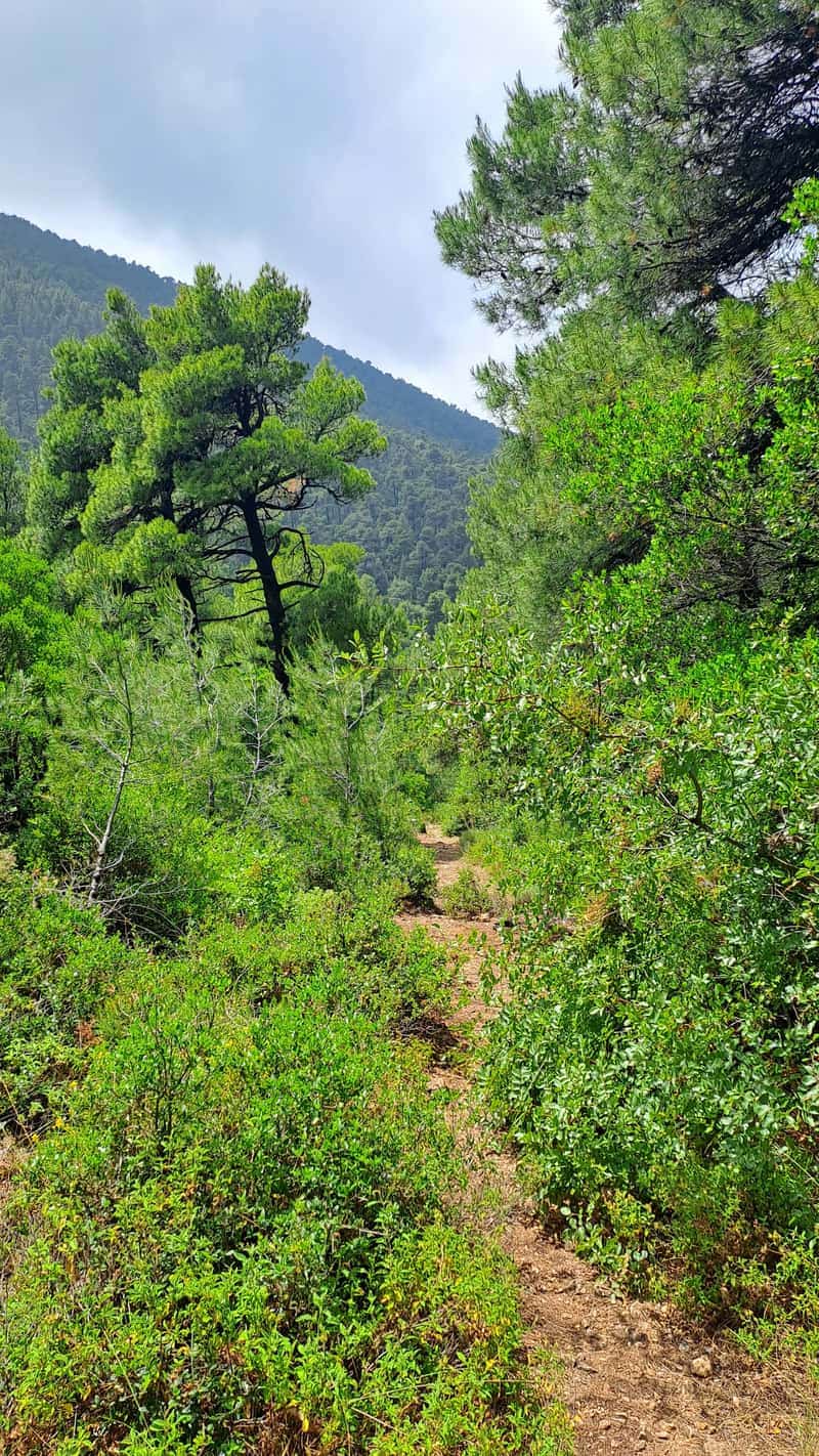 Carved Graves Sedoukia — 2