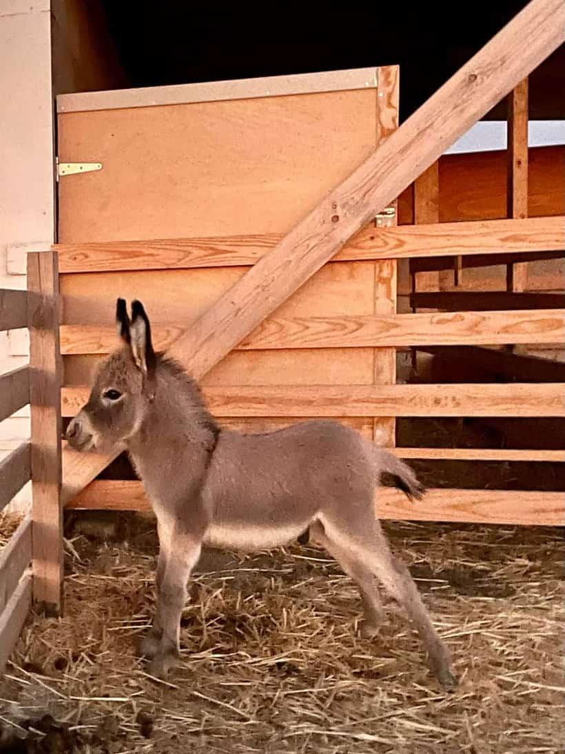 Donkey Farm Milos