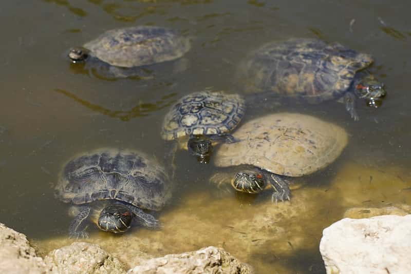 Mavrobara Turtle Lake — 2