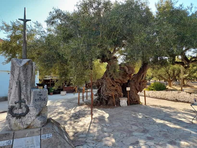 Old Olive Tree