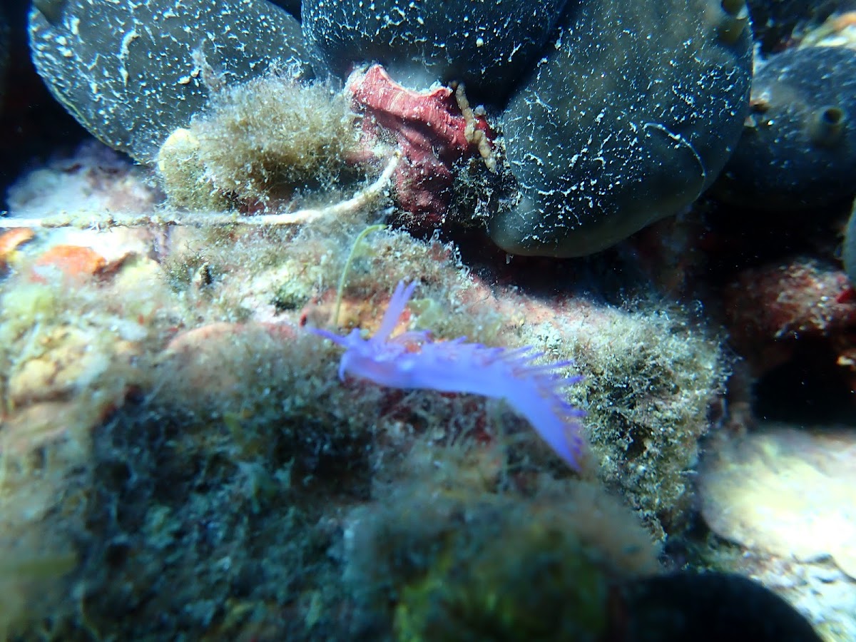 Vasiliadis Diving Club, Thassos