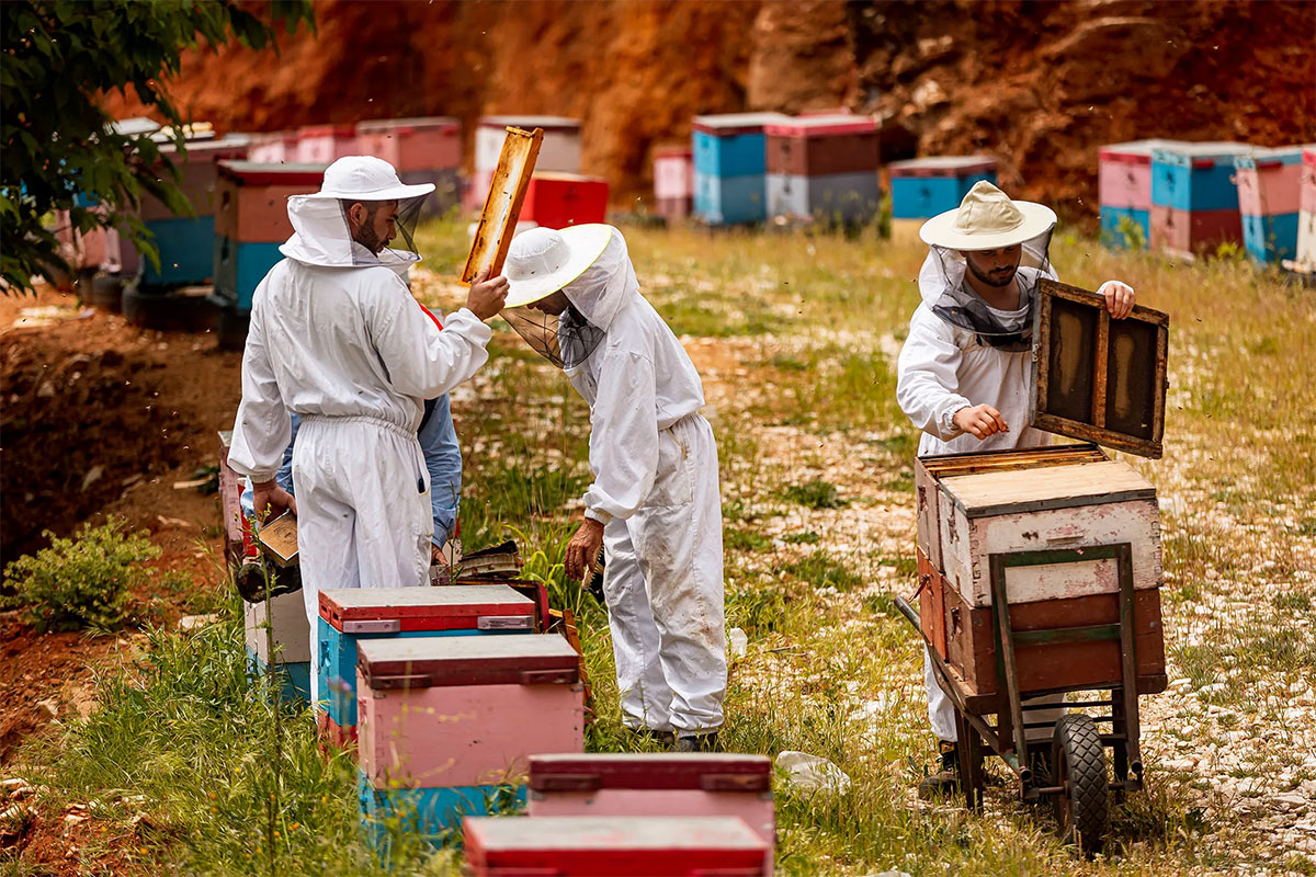 Koutlis Honey — Atracții în Thassos